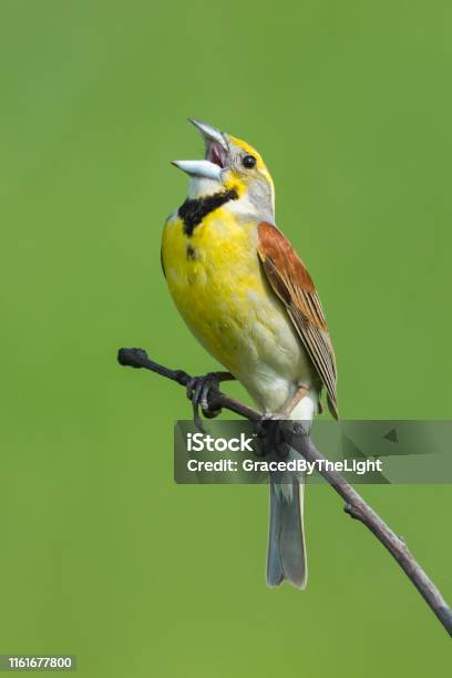 Dickcissel Tallgrass Prairie Preserve Oklahoma Stock Photo - Download Image Now - Bird, Singing, Dickcissel