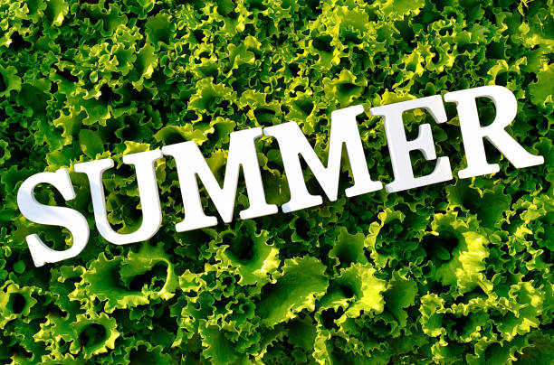istock Text Summer from white letters on curly green lettuce. Concept diet, detox time, summer menu, healthy food. Top view 1161678783