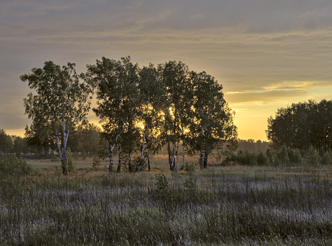 Modest birch's in the middle of a thick meadow in front. The forest is behind. Amber horizon at dawn. Nature of Siberia, Novosibirsk region, 2018