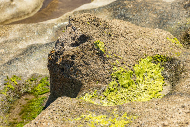 istock Selective center focus close up. Beach sand stone covered with algae and surraunding by holies with sea water. Natural texture background. Summer travel freedom adventure concept 1161679833