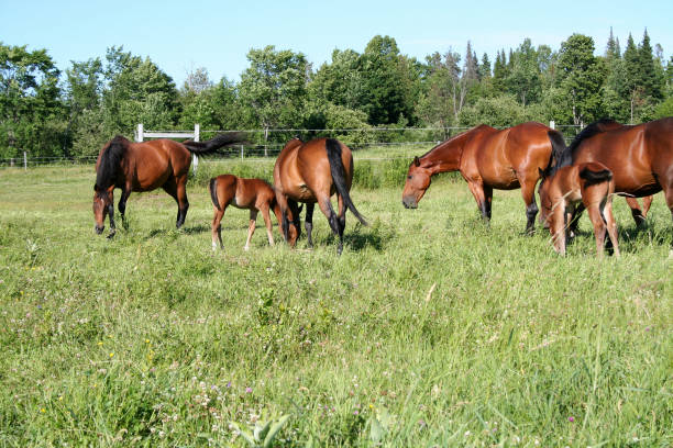 istock Warmblood mares and foals in summer pasture 1161680775
