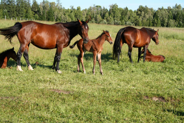 istock Warmblood mares and foals in summer pasture 1161681321