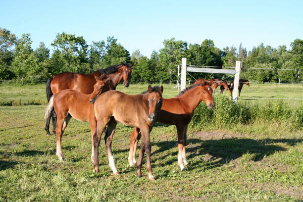istock Warmblood Foals in a Summer Pasture 1161681322