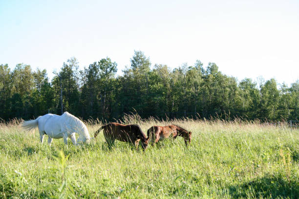 istock Warmblood Mares and Foals on Pasture in Summer 1161681375