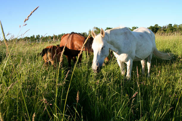 istock Warmblood Mares and Foals on Pasture in Summer 1161681377