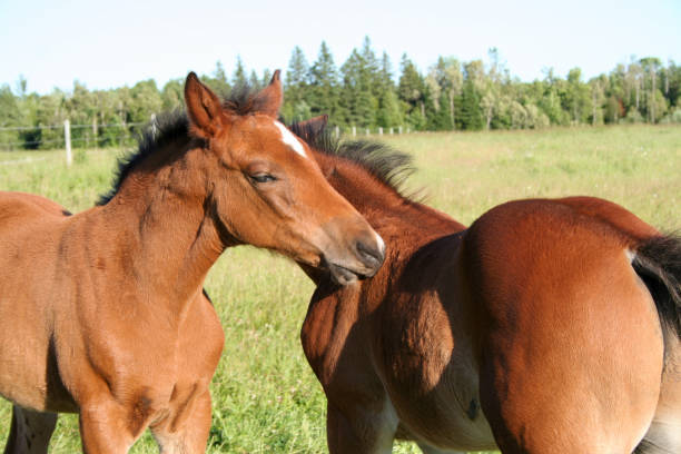 istock Warmblood Mares and Foals on Pasture in Summer 1161681401