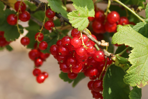 Stock photo of fruiting redcurrants plants (ribes rubrum) growing in sunshine with bunches of ripe red berries hanging from stems / leaves, summer fruits related to gooseberries / gooseberry family for cooking in summer fruit and vegetable garden