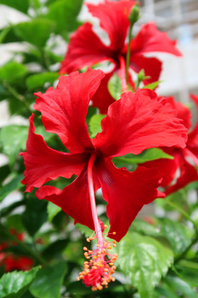 image de fleur rouge d'hibiscus, pétales et long étamine avec le pollen pour des abeilles de miel / arbre de houx fleurissant avec les fleurs rouges se développant dans le jardin paysagé d'été, photo d'hibiscus de plan rapproché contre les feuilles  - stem pollen hibiscus beauty in nature photos et images de collection