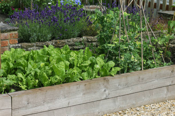Stock Photo of traditional vegetable garden allotment crop in summer with timber raised beds border from wooden railway sleepers growing peas, pea plants wigwams, runner beans, lettuces / lettuce salad plants, herbs, lavender flowers, with gravel mulch pathway imagen de la cosecha tradicional de parcela de huerto en verano con camas levantadas de madera borde de durmientes de ferrocarril de madera que cultivan guisantes, chozas de plantas de guisantes, frijoles corredor, lechugas / lechugas ensaladas plantas, hi