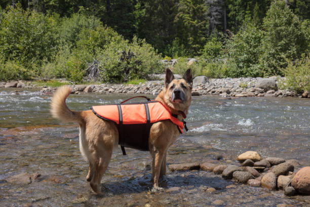 German shepherd dog in creek