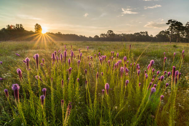Gayfeather and Sunrise, J.T. Nickel Preserve, Oklahoma This patch of gayfeather was photographed at sunrise at the J.T. Nickel Preserve in northeast Oklahoma. oklahoma sunrise photos stock pictures, royalty-free photos & images