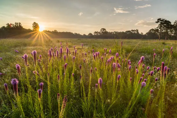 This patch of gayfeather was photographed at sunrise at the J.T. Nickel Preserve in northeast Oklahoma.