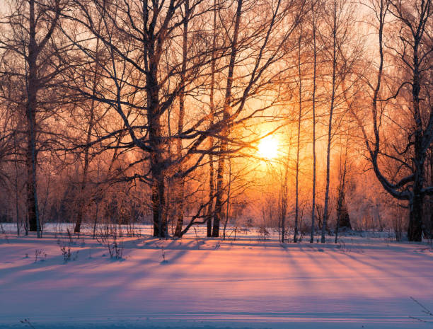 istock The Golden sun in the winter forest 1161687237