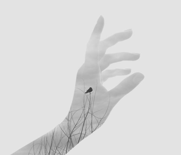 Multiple exposure of human hand and bird Multiple exposure of human hand and bird sunrise timelapse stock pictures, royalty-free photos & images