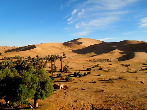 Saudi Araabia, a desert landscape at sunset featuring waves along the sand dunes and some bushes.