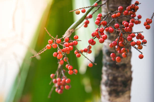 istock Close up of Betel nut on natural blurred background with sunlight 1161694589