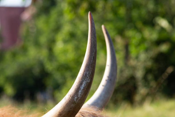 closeup of a large head of an ox tied a rope to the trough, farm animal, agriculture