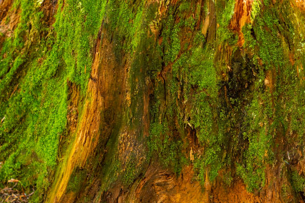 istock Bright colorful green moss on a tree trunk on a wood glade 1161694779
