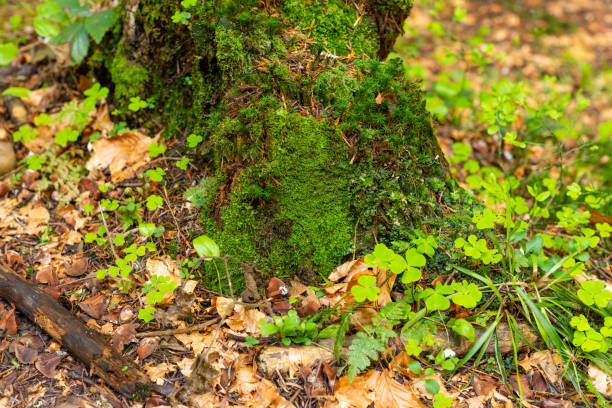 istock Bright colorful green moss on a tree trunk on a wood glade 1161694816