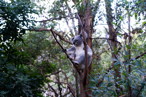 Australian native Koala close up on Raymond Island in the Gippsland Lakes