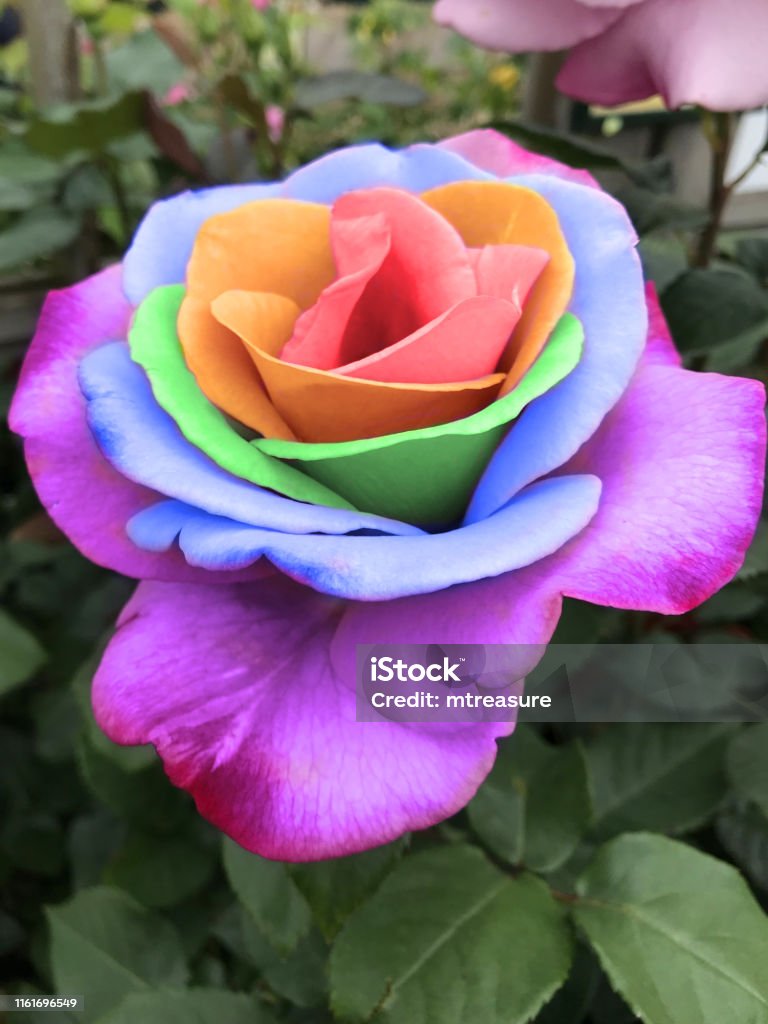 Image Of Bright Rainbow Rose Flowers With Coloured Petals In Purple Blue  Green Orange Yellow And Red Colours Rainbow Roses Growing In Flower Garden  As Lgbt Flag Symbol For Lesbian Gay Bisexual