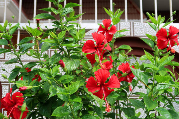 Stock photo showing red frilly / frilled hibiscus flowers on shrub / small tree with blurred garden leaves and gardening background / house fence railing. hibiscus flower, petals and long stamen with pollen for honey bees / flowering hollyhock. imagen de flor de hibisco rojo, pétalos y estambres largos con polen para abejas de miel / arbusto de árbol de hollyhock en flor con flores rojas que crecen en el jardín ajardinado de verano, hojas borrosas de hibisco de cerca y barandillas de jardín d