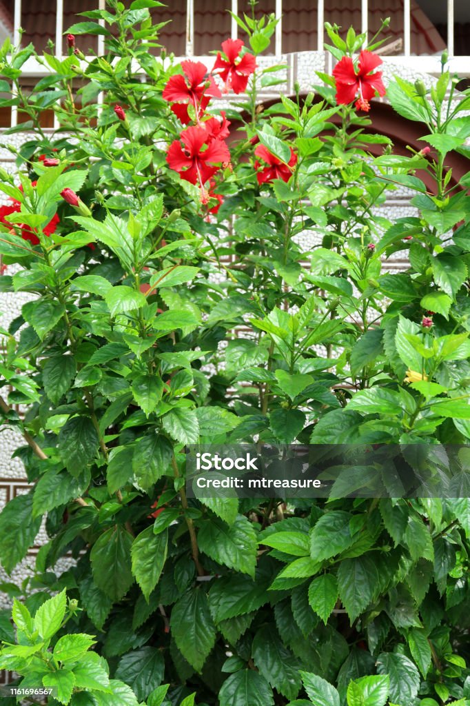 Imagen De Flor De Hibisco Rojo Pétalos Y Estambres Largos Con Polen Para Abejas De Miel Arbusto De Árbol De Hollyhock En Flor Con Flores Rojas Que Crecen En El Jardín Ajardinado Imagen De Flor De Hibisco Rojo Pétalos Y Estambres Largos Con Polen Para Abejas De Miel Arbusto De Árbol De Hollyhock En Flor Con Flores Rojas Que Crecen En El Jardín Ajardinado