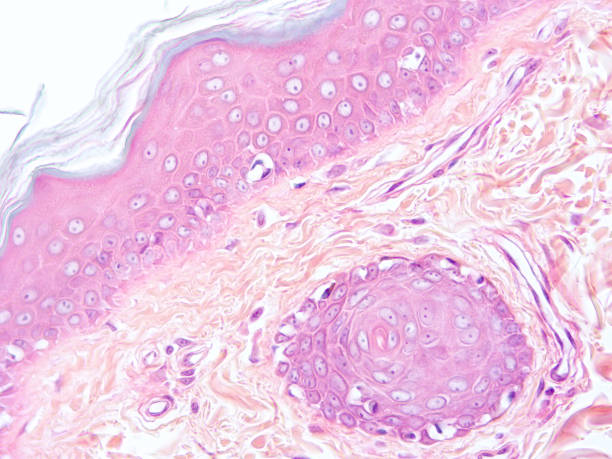 istock histology of human tissue 1161696643
