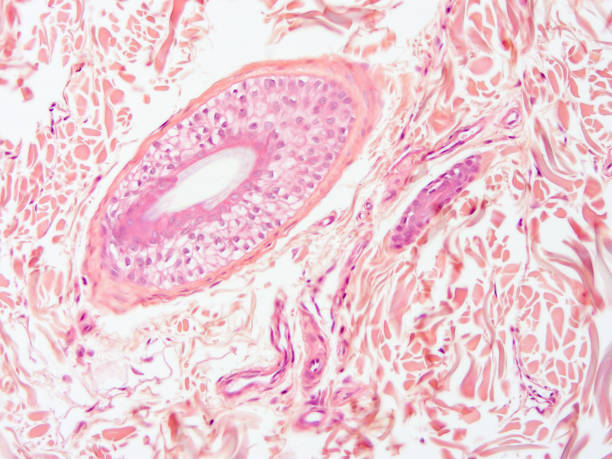 istock histology of human tissue 1161696662