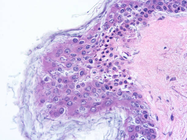 istock histology of human tissue 1161697301