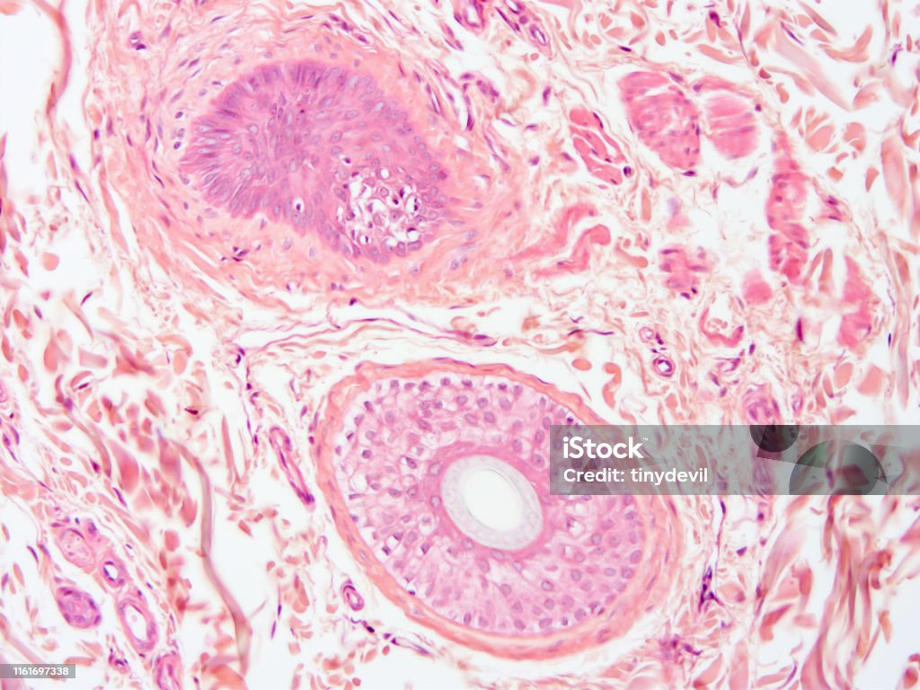 Histologi Jaringan Manusia Foto Stok Biology Diagrams
