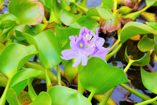 Water hyacinth flowers on a pond