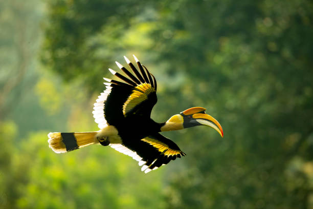 Great Horn-bill flight shot from the western ghats of India The great horn-bill (Buceros bicornis) also known as the great Indian horn-bill or great pied ... In the subcontinent they are found in a few forest areas in the Western Ghats and in the forests along the Himalayas. hornbill stock pictures, royalty-free photos & images