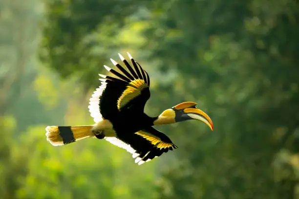 The great horn-bill (Buceros bicornis) also known as the great Indian horn-bill or great pied ... In the subcontinent they are found in a few forest areas in the Western Ghats and in the forests along the Himalayas.