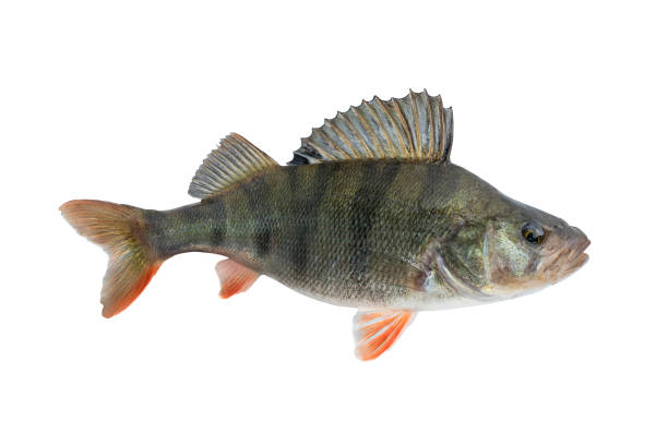 istock Perch fish. Live trophy isolated on white background. Perca fluviatilis 1161702104