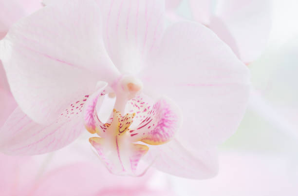 istock White orchid flower close up. Selective focus. Horizontal frame. Fresh flowers natural background. 1161703135