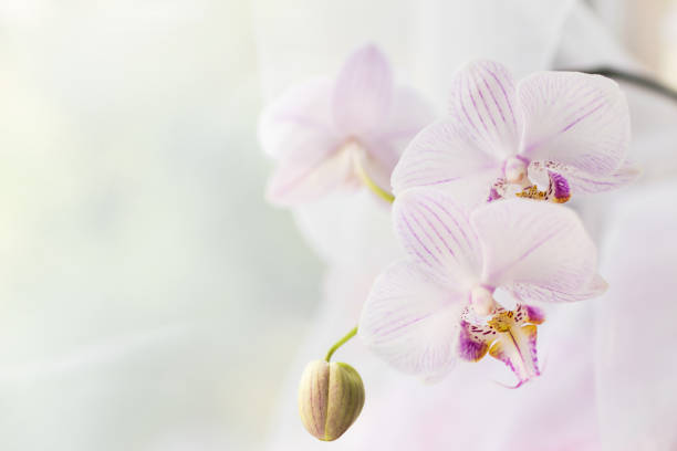 weiße orchideenblume aus nächster nähe. selektiver fokus. horizontaler rahmen. frische blumen natürlichen hintergrund. - flower head close up cut flowers cut out stock-fotos und bilder