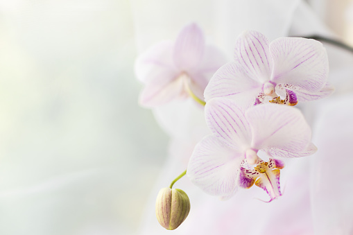 White orchid flower close up. Selective focus. Horizontal frame. Fresh flowers natural background. Copy space