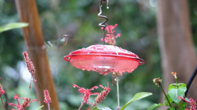 Slow motion of two hummingbirds chasing one another around a plastic hummingbird feeder with tropical foliage blurred in the background.
