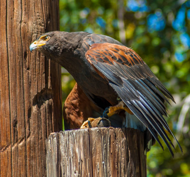 Named the Harris’s Hawk by John James Audubon