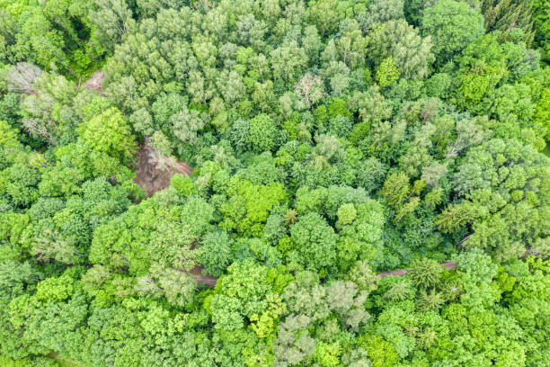 istock aerial top view of summer green deciduous trees in forest 1161705739