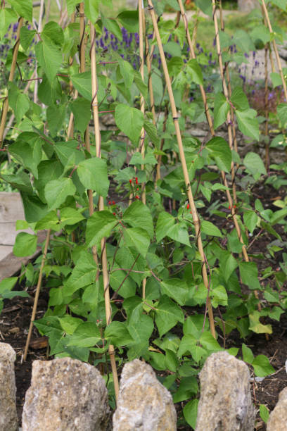 imagen de huerto tradicional y asignación de jardinería cultivo frijoles corredor escondor con flores rojas en verano en camas elevadas de madera bordedela de durmientes de ferrocarril de madera, plantas de frijol corredor que crecen y escalan balas de b - vegetable garden vegetable high angle view weeding fotografías e imágenes de stock