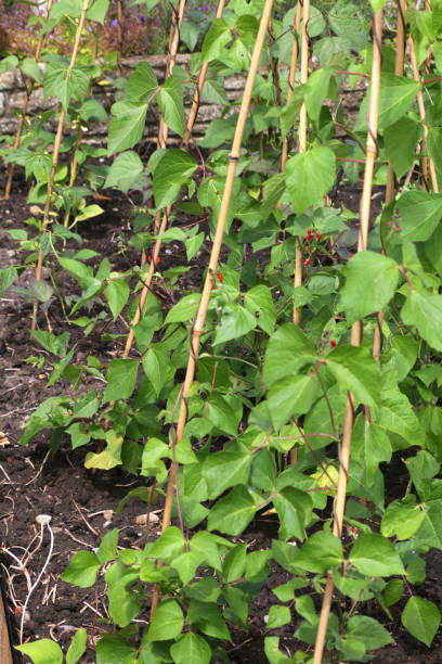 imagen de huerto tradicional y asignación de jardinería cultivo frijoles corredor escondor con flores rojas en verano en camas elevadas de madera bordedela de durmientes de ferrocarril de madera, plantas de frijol corredor que crecen y escalan balas de b - vegetable garden vegetable high angle view weeding fotografías e imágenes de stock