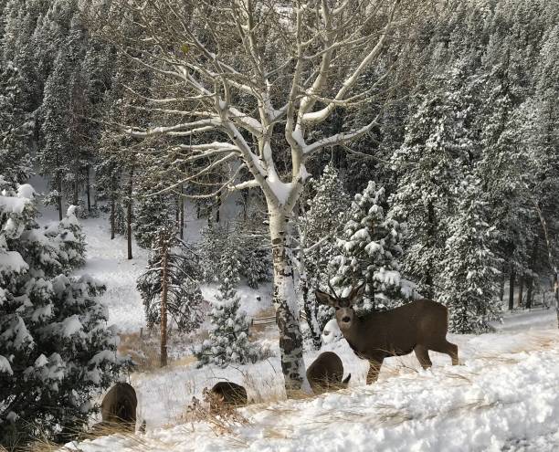 istock Deer Family in Colorado 1161708473