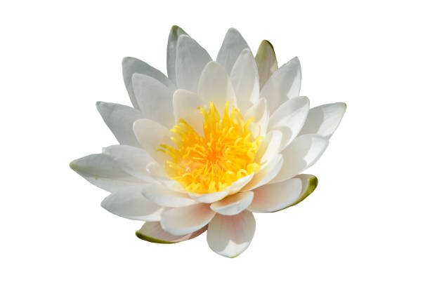 istock Lotus flower on a white background. 1161711039
