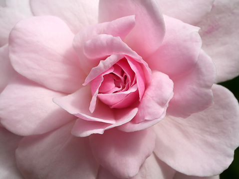Close up pink of Damask Rose flower. (Rosa damascena)