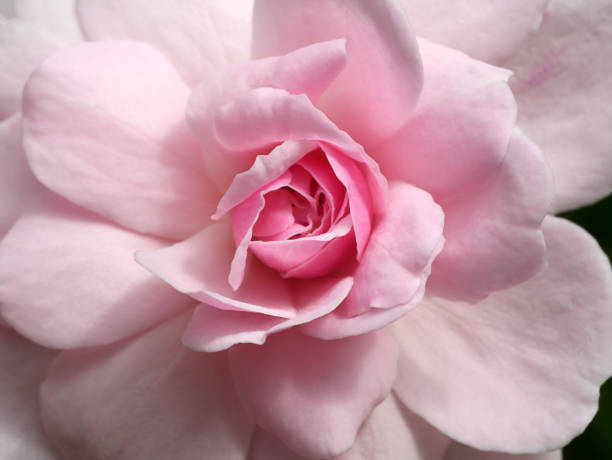 Close up pink of Damask Rose flower stock photo