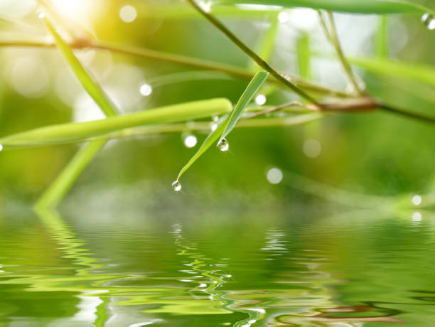 istock Reflection of Bamboo leaves with drop dew 1161713080