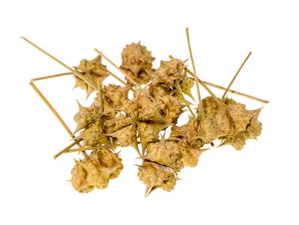 Photo of dried seeds of Tribulus terrestris on white background