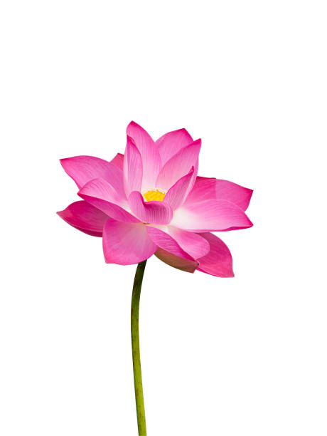 istock pink lotus flower isolate on white background 1161713219